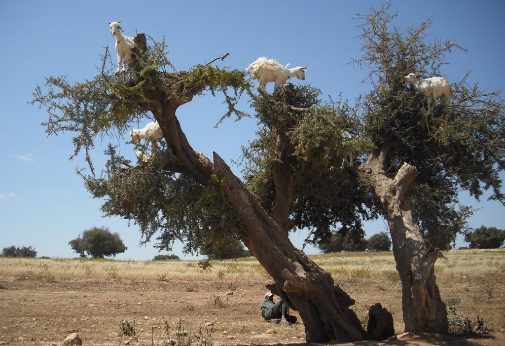 Goats in a tree