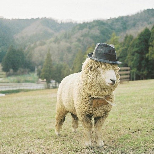 animalia_sheep