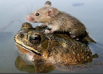 Mouse Riding Toad