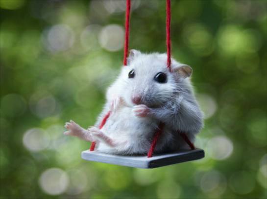 mouse_in_swing